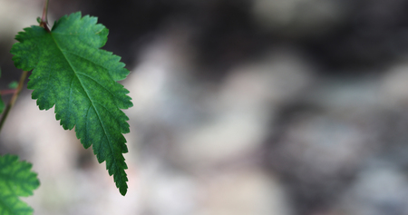 green leaf backgroundの写真素材