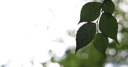 green leaf backgroundの写真素材