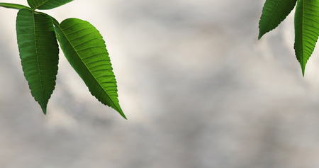 background leafの写真素材