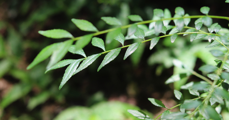 background leafの写真素材