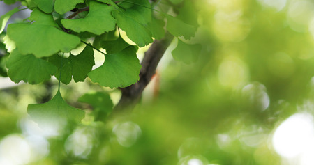 maidenhair tree background