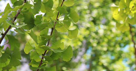 maidenhair tree background