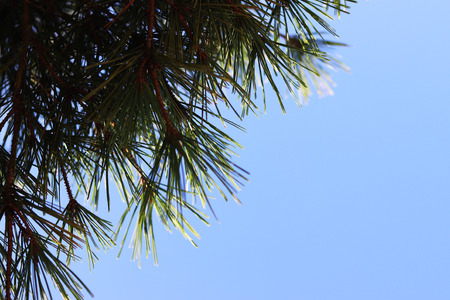 Pine tree and skyの写真素材