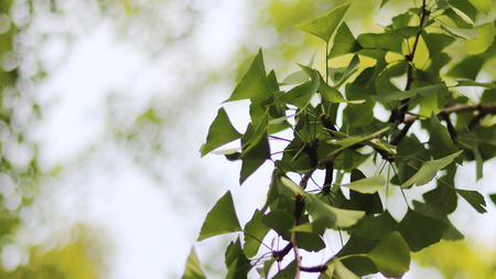 Ginkgo tree and ginkgo nutの写真素材