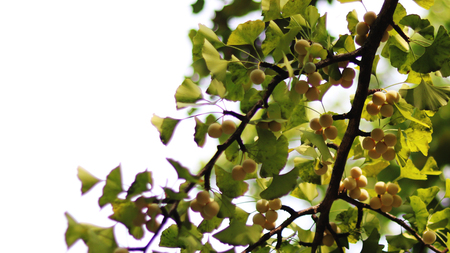 Ginkgo tree and ginkgo nut