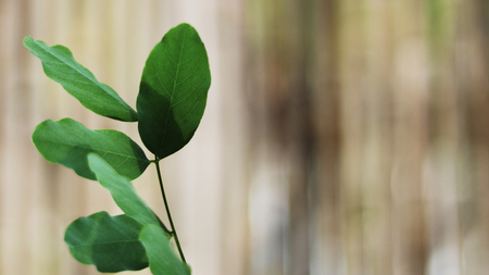 A fresh leaf backgroundの写真素材