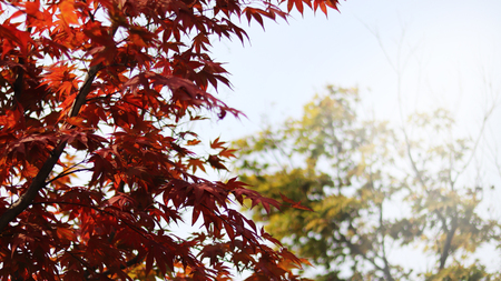 maple tree and sky