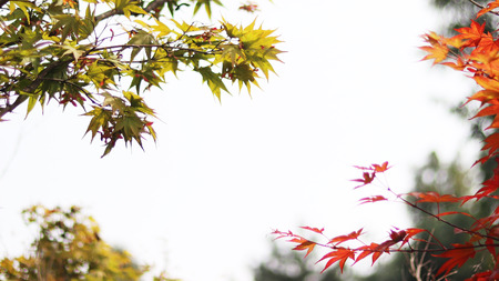 maple tree and sky