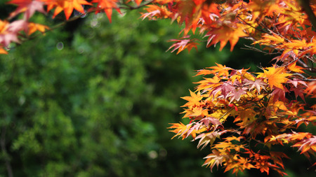 maple tree and sky