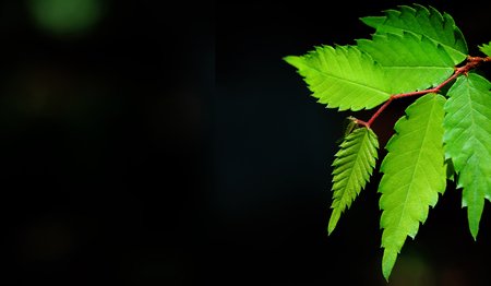Fresh Green Leaves background