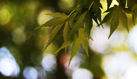 Beautiful autumn leavesの写真素材