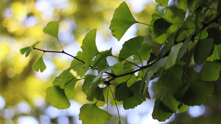 ginkgo Tree and skyの写真素材