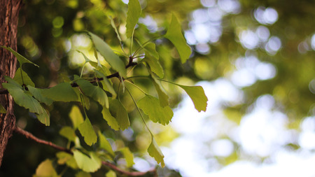 ginkgo Tree and skyの写真素材