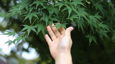 hands and maple leaves.の写真素材