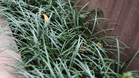 The park is overgrown with grass.の写真素材