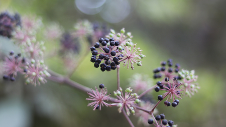 Wild flower fruit.の写真素材