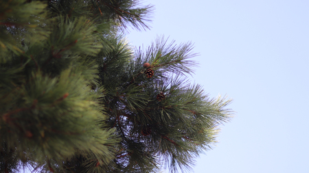 Pine and sky