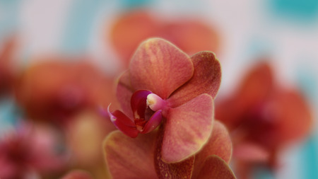 Close-up image of phalaenopsisの写真素材