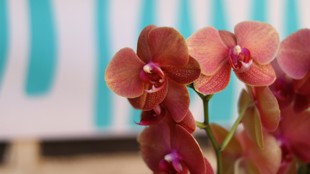 Phalaenopsis and blue background.の写真素材
