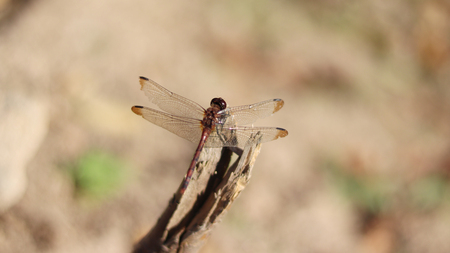 A dragonfly is sitting down.の写真素材