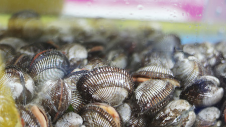 Cockle at the Aquariumの写真素材