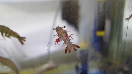 Swimming shrimp at fish tankの写真素材