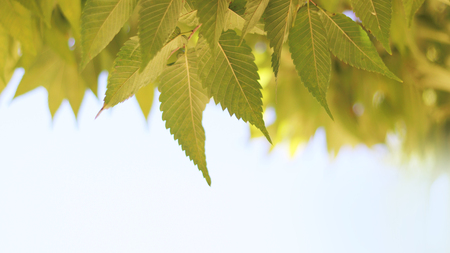 leaves and skyの写真素材