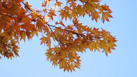 The leaves of maple tree