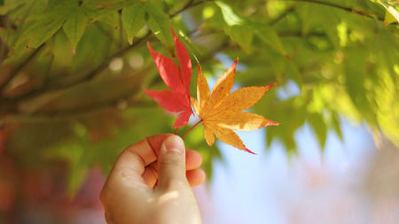 Several colors of autumnal tintsの写真素材