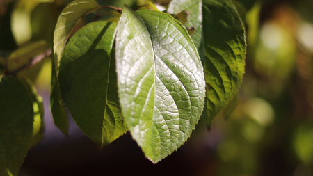 A large green leafの写真素材