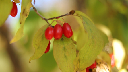 Cornus fruit at park.の写真素材