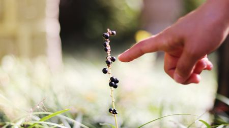 Big blue lily turf and fingerの写真素材