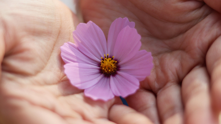 Cosmos flower and both handsの写真素材
