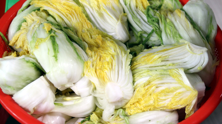 Salt the cabbage.の写真素材