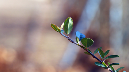 Green branches and soft purple background.の写真素材