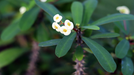 Close up image of crown of thorns flowersの写真素材