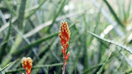 close up image of heliconiaの写真素材