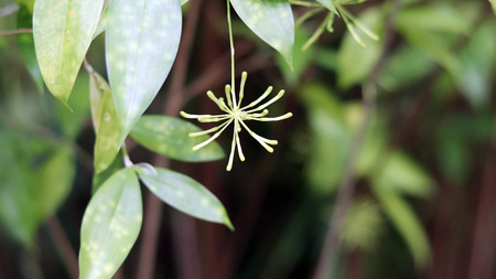 Tropical plant closeup imageの写真素材