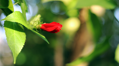 Red flower on the soft green background.の写真素材