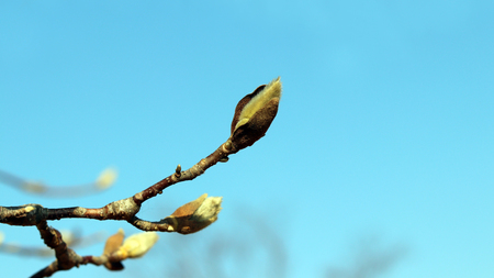 A flower bud from magnolia treeの写真素材