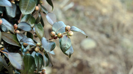 Camellia on soft background.の写真素材