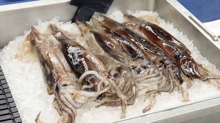 The squid on display at the market.の写真素材