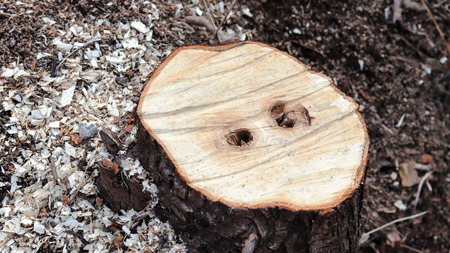 Close-up image of truncated tree section.の写真素材