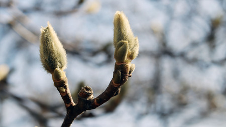 Close-up image if magnolia buds.の写真素材