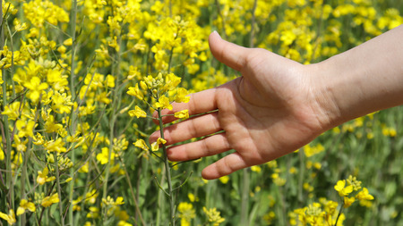 A woman's hand on a yellow rape flower.