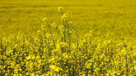 Yellow rape flowers in full bloom.の写真素材