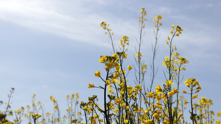 A clear spring sky and a garden full of rape flowers.