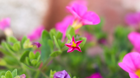 A pink petunia laced with yellow. The beginning of something new.