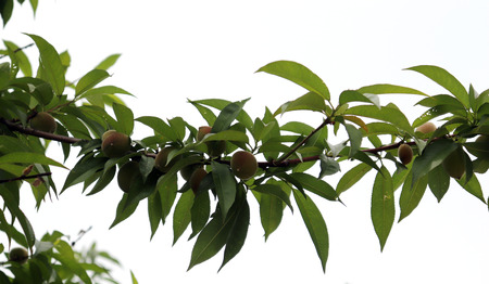 Peaches starting to ripen as summer approaches.の写真素材