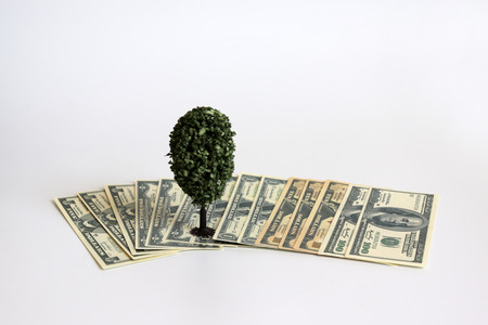 A miniature tree on the US dollar.の写真素材